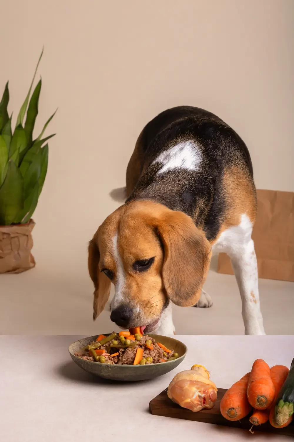 pet-nutrition-1