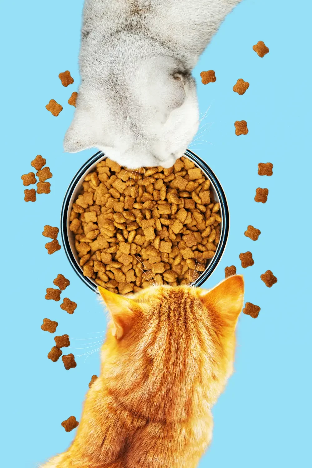 pet-nutrition-2