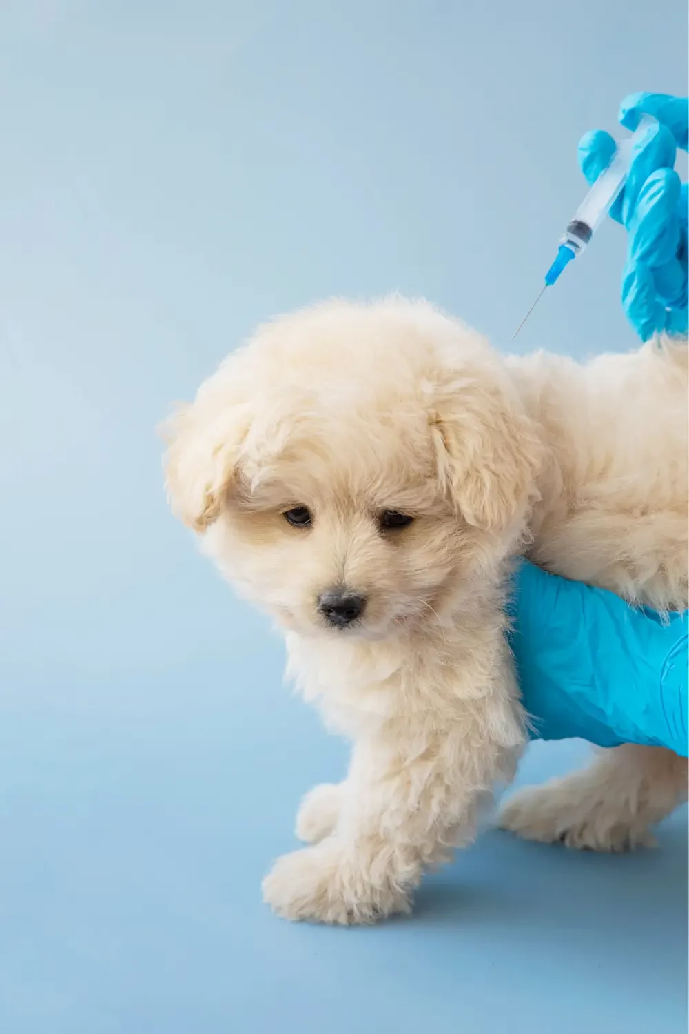 vaccinations-1 vaccinations-1